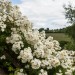 View from Brambles balcony over the grounds and valley